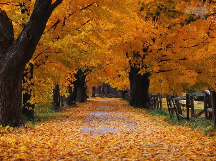 fall-leaves-on-road1